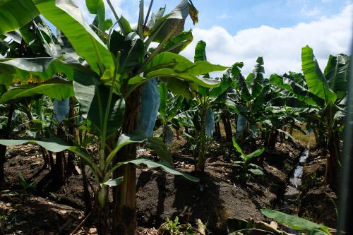 View into rows of banana trees with fruits wrapped in plastic