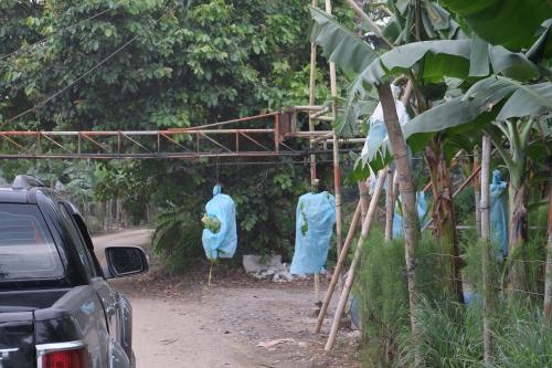 A car stops to let a banana conveyor pass