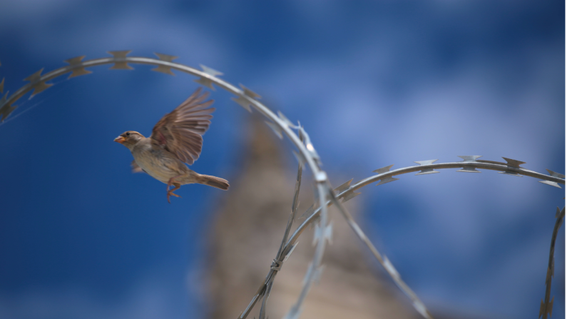 Jetzt für Frieden spenden Ein Vogel fliegt vorbei an Stacheldraht