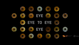 Eye to Eye: What Happens When a Society Looks 23
