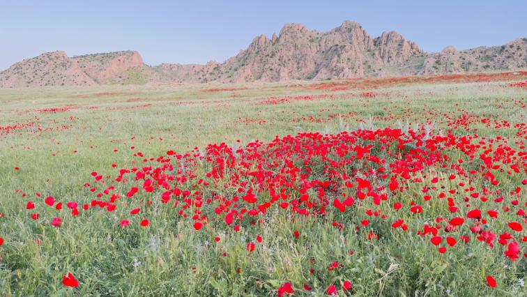 Mohnblumen auf dem Sinjar Mountain